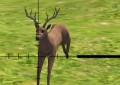 Deer Sniper ...