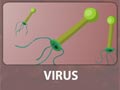 Virus Epidem...