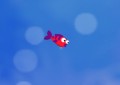 Nimble Fish